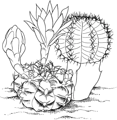 Cactus Coloring Pages 19