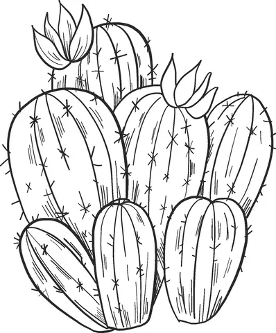 Cactus Coloring Pages 25