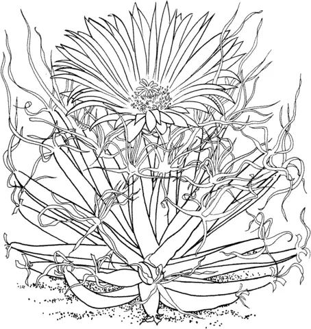 Cactus Coloring Pages 28