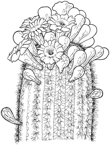 Cactus Coloring Pages 31