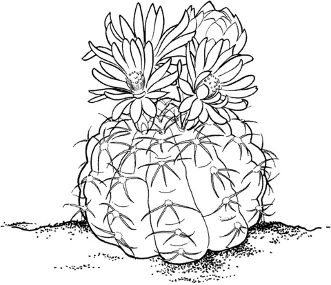 Cactus Coloring Pages 38