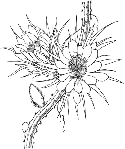 Cactus Coloring Pages 41