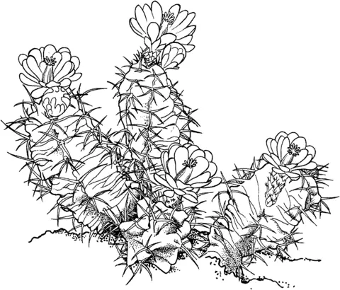 Cactus Coloring Pages 49