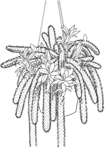 Desenhos de Cactus Para Colorir 54