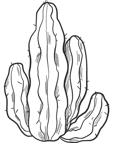 Cactus Coloring Pages 56