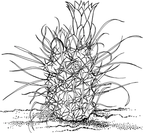 Desenhos de Cactus Para Colorir 57