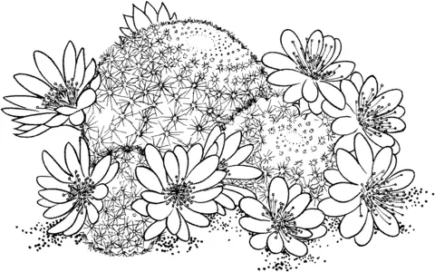 Cactus Coloring Pages 58