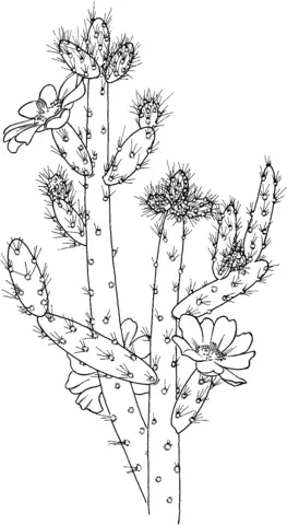 Desenhos de Cactus Para Colorir 61