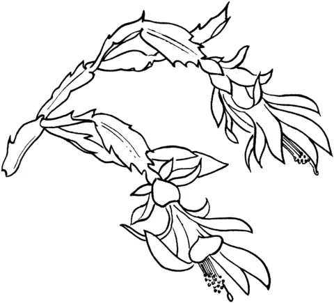 Cactus Coloring Pages 66