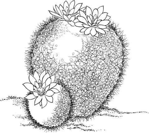 Cactus Coloring Pages 69