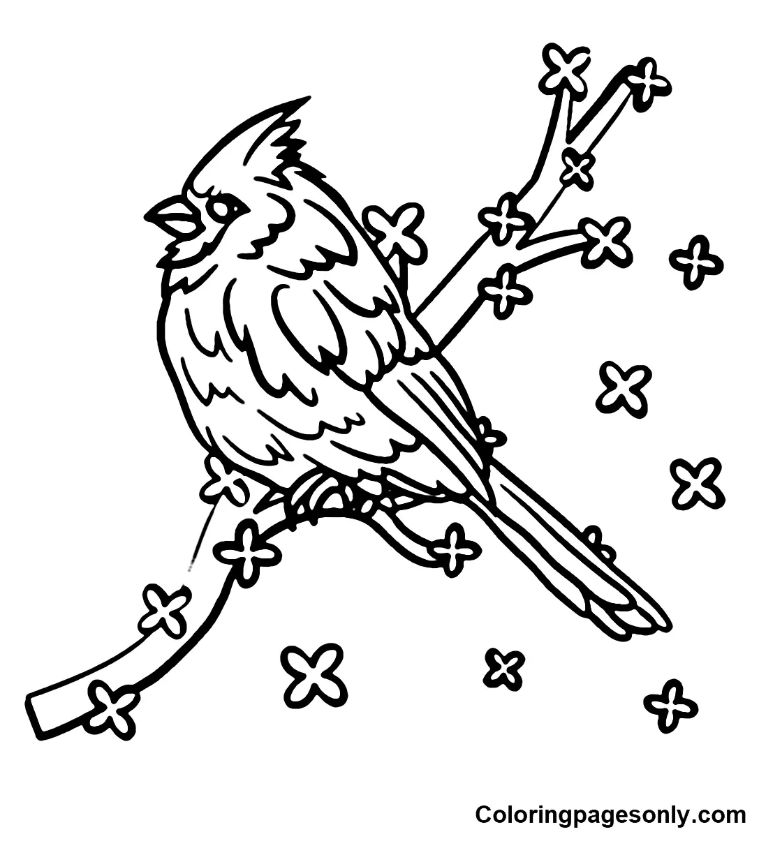 Cardinal Coloring Pages 13