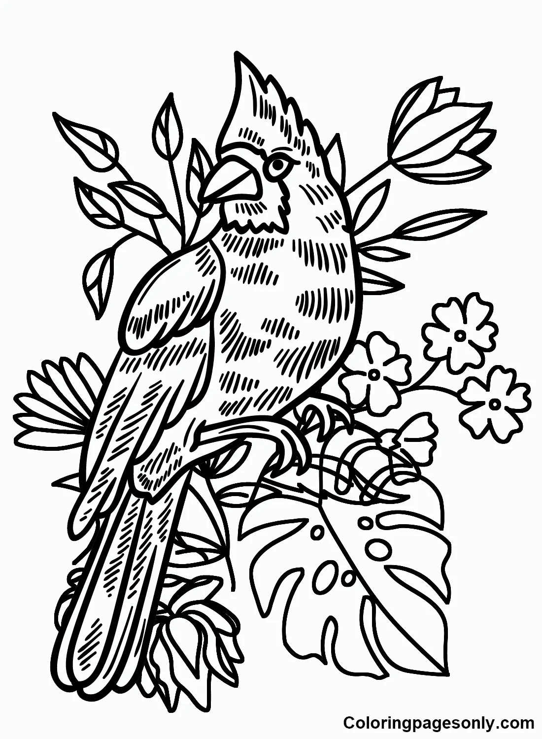 Cardinal Coloring Pages 15