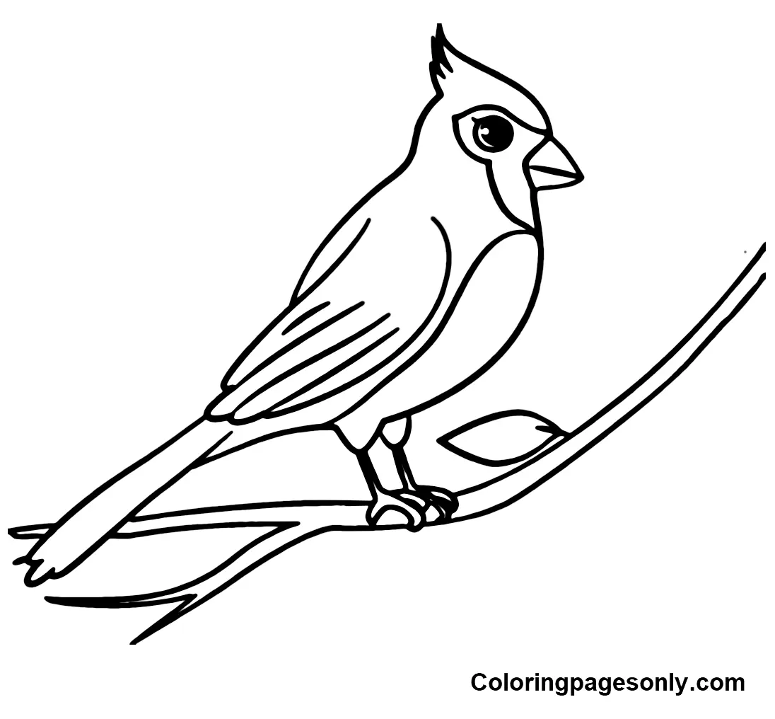 Cardinal Coloring Pages 16