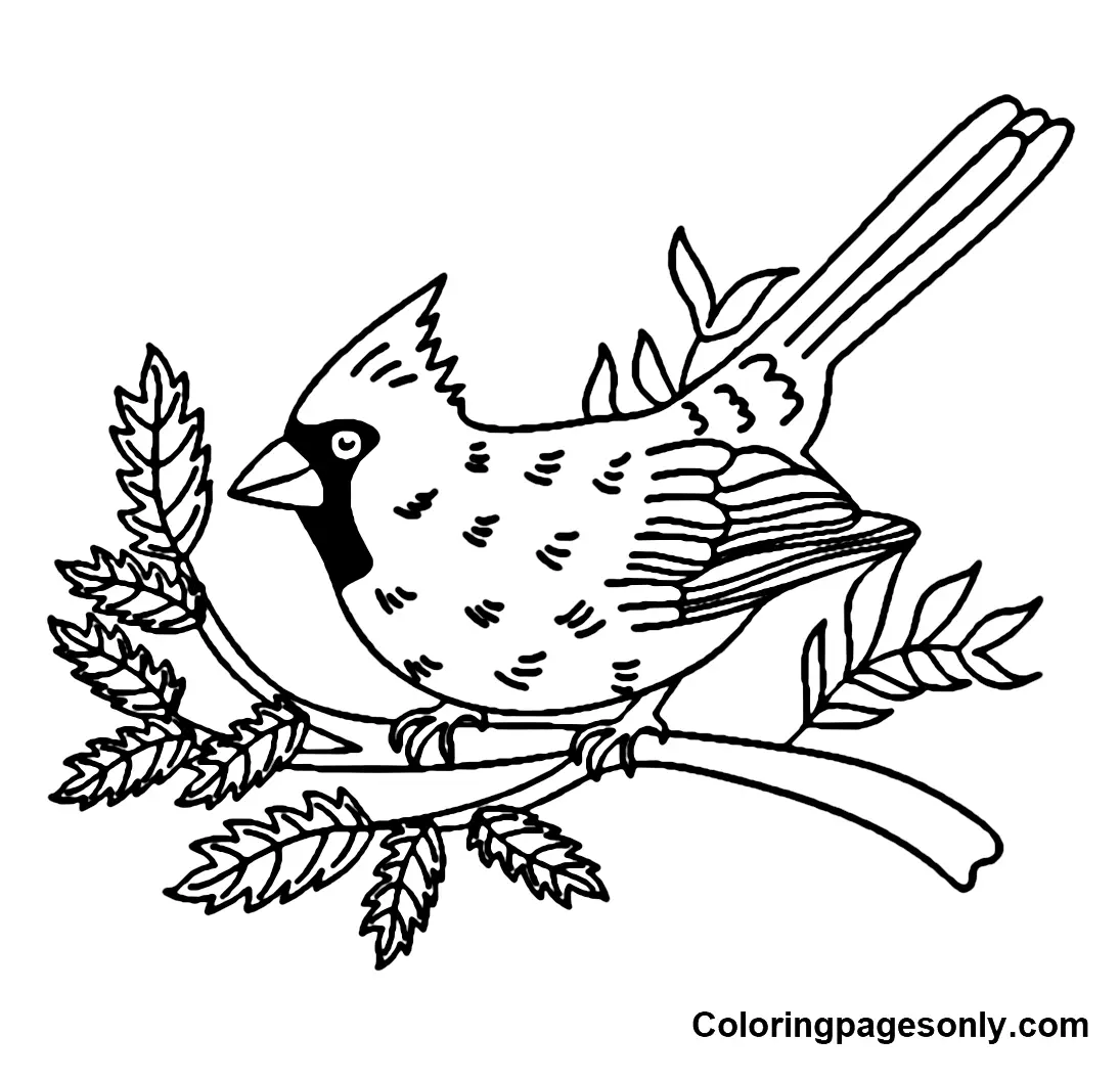 Cardinal Coloring Pages 18