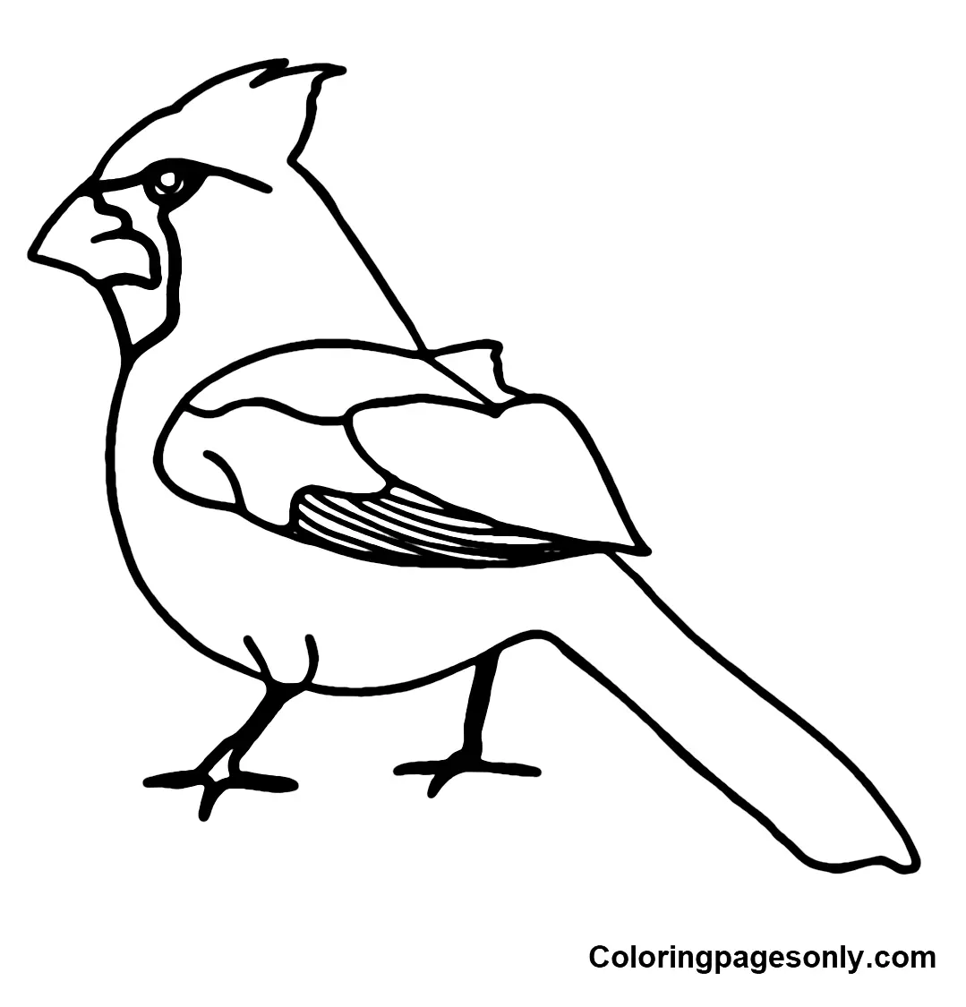 Cardinal Coloring Pages 31