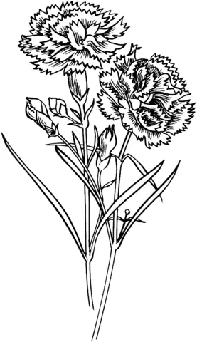 Carnation Coloring Pages 1