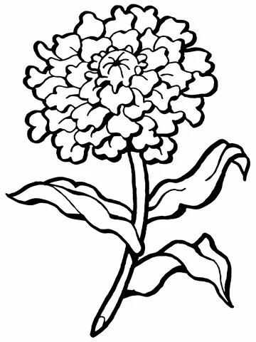 Carnation Coloring Pages 2