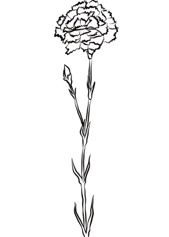 Carnation Coloring Pages 6