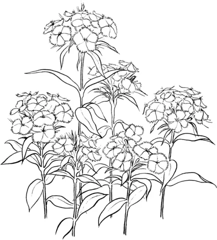 Carnation Coloring Pages 9