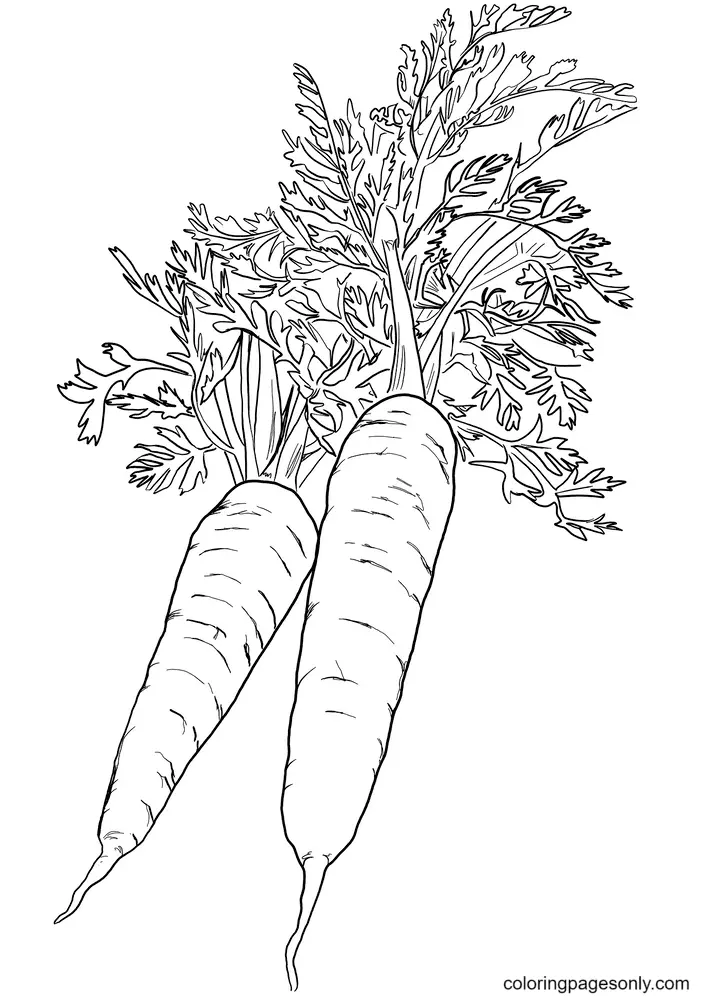 Carrot Coloring Pages 53