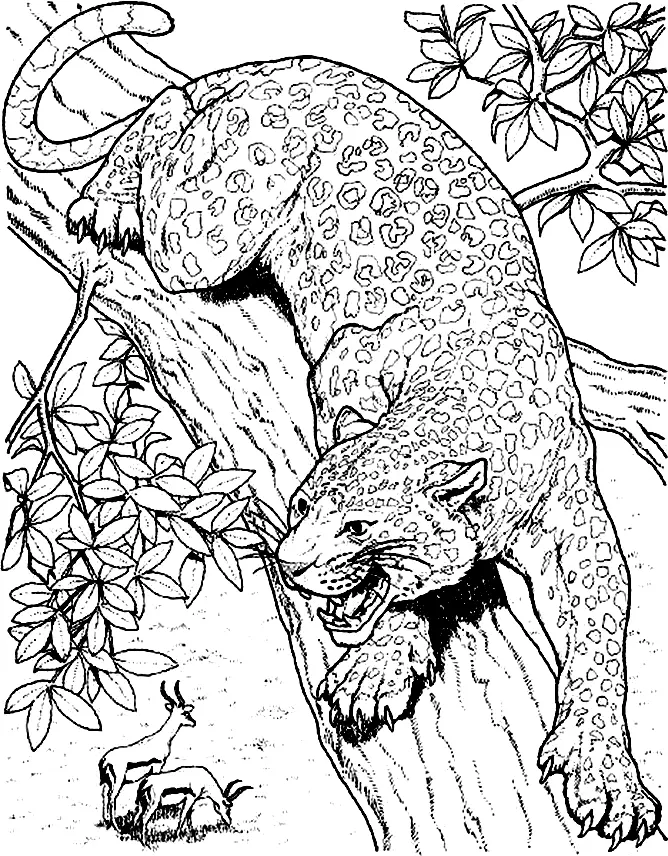 Cheetah Coloring Pages 32