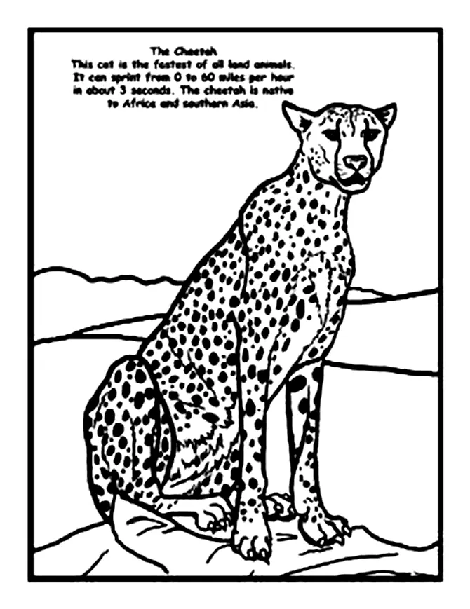 Cheetah Coloring Pages 62