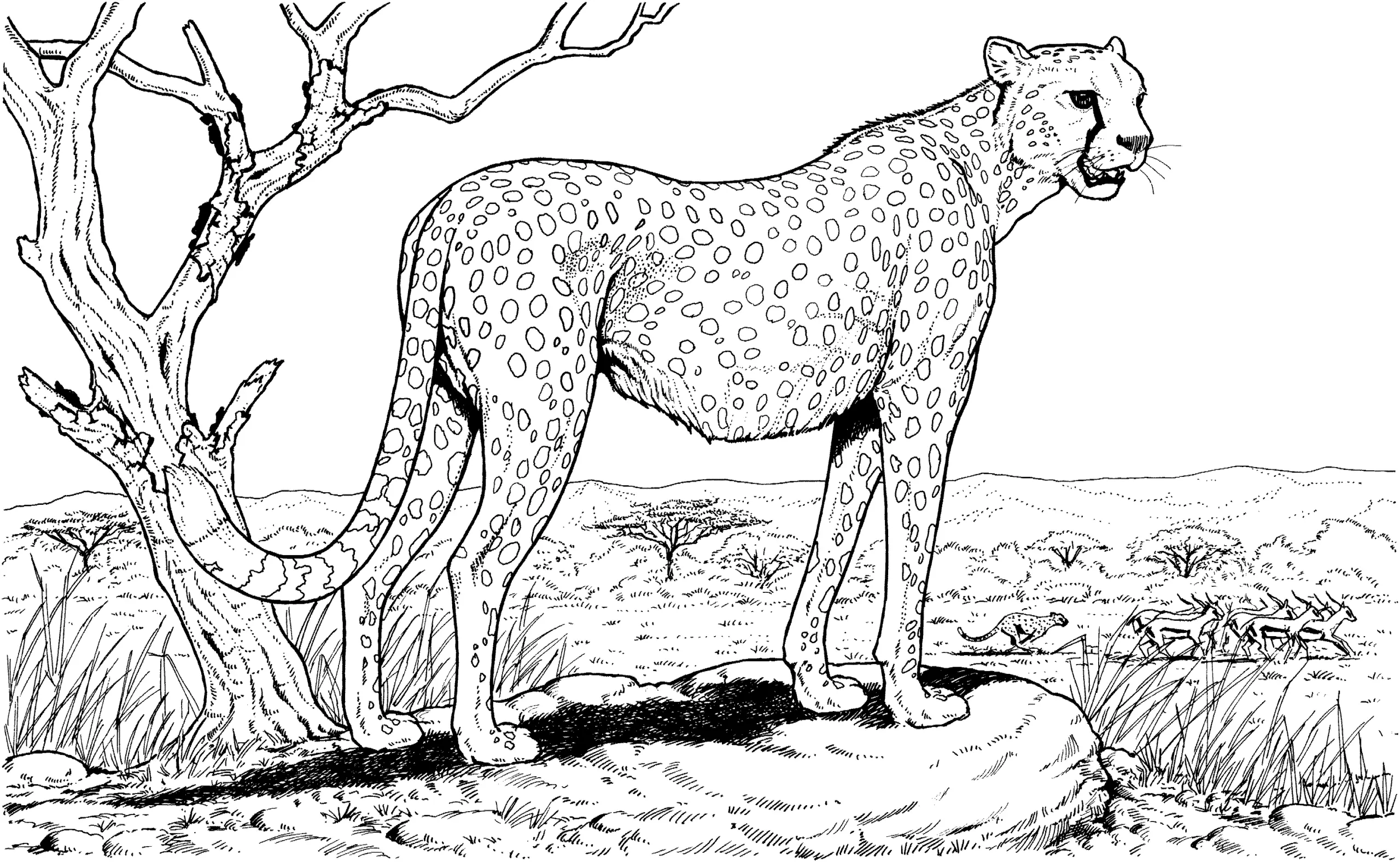 Cheetah Coloring Pages 8