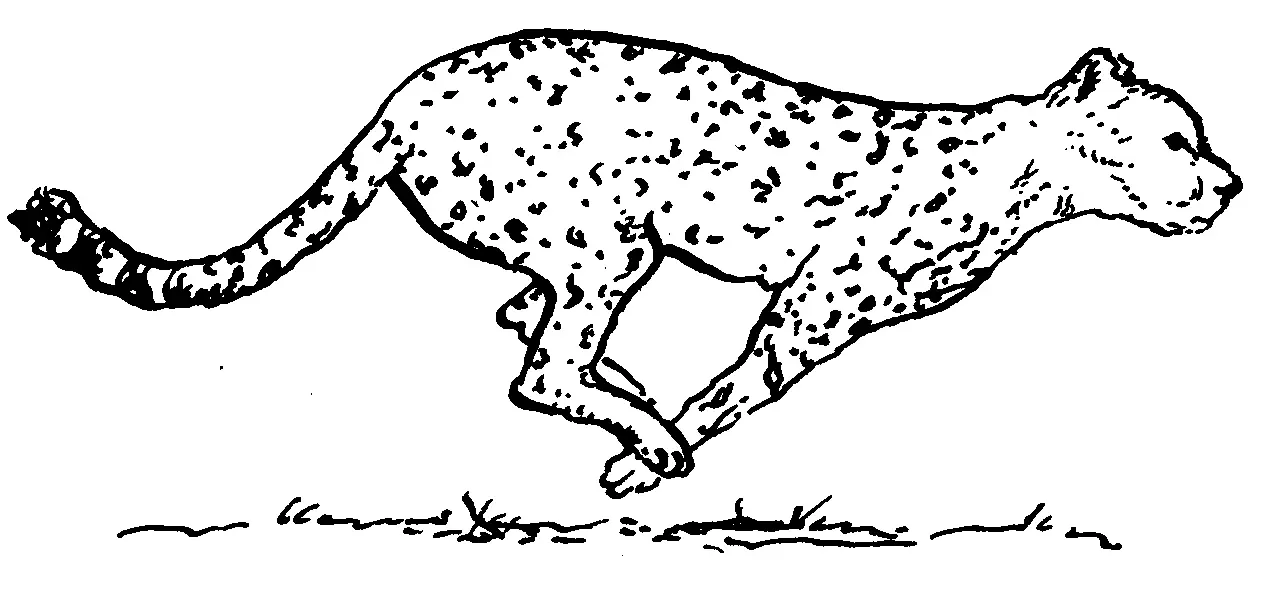 Cheetah Coloring Pages 84