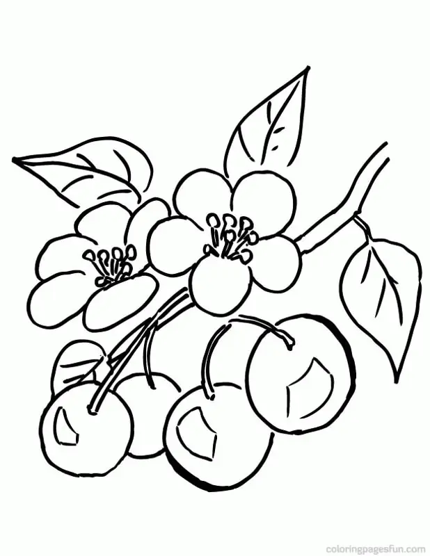 Cherry Coloring Pages 22