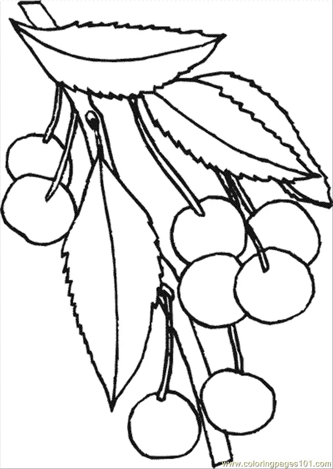 Cherry Coloring Pages 27