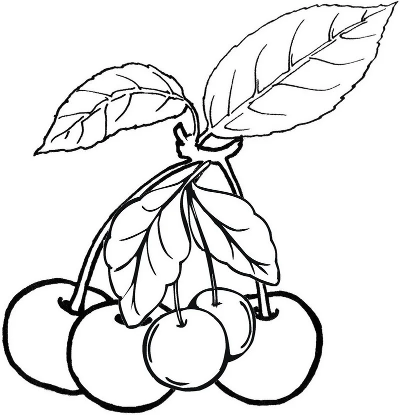 Cherry Coloring Pages 33