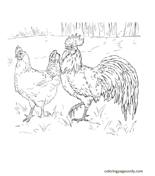 Desenhos de Frango Para Colorir 26