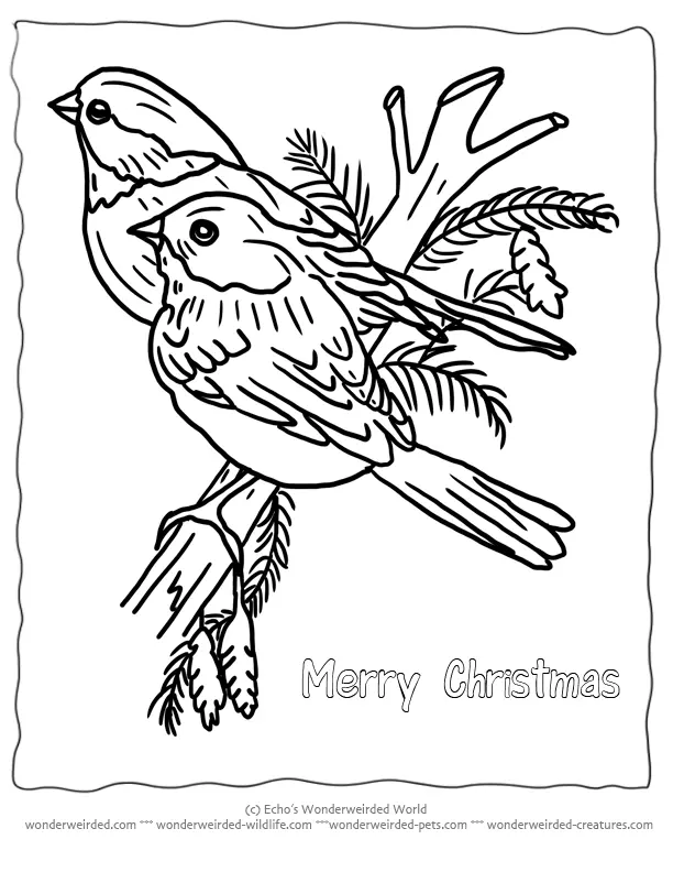 Christmas Birds Coloring pages 1