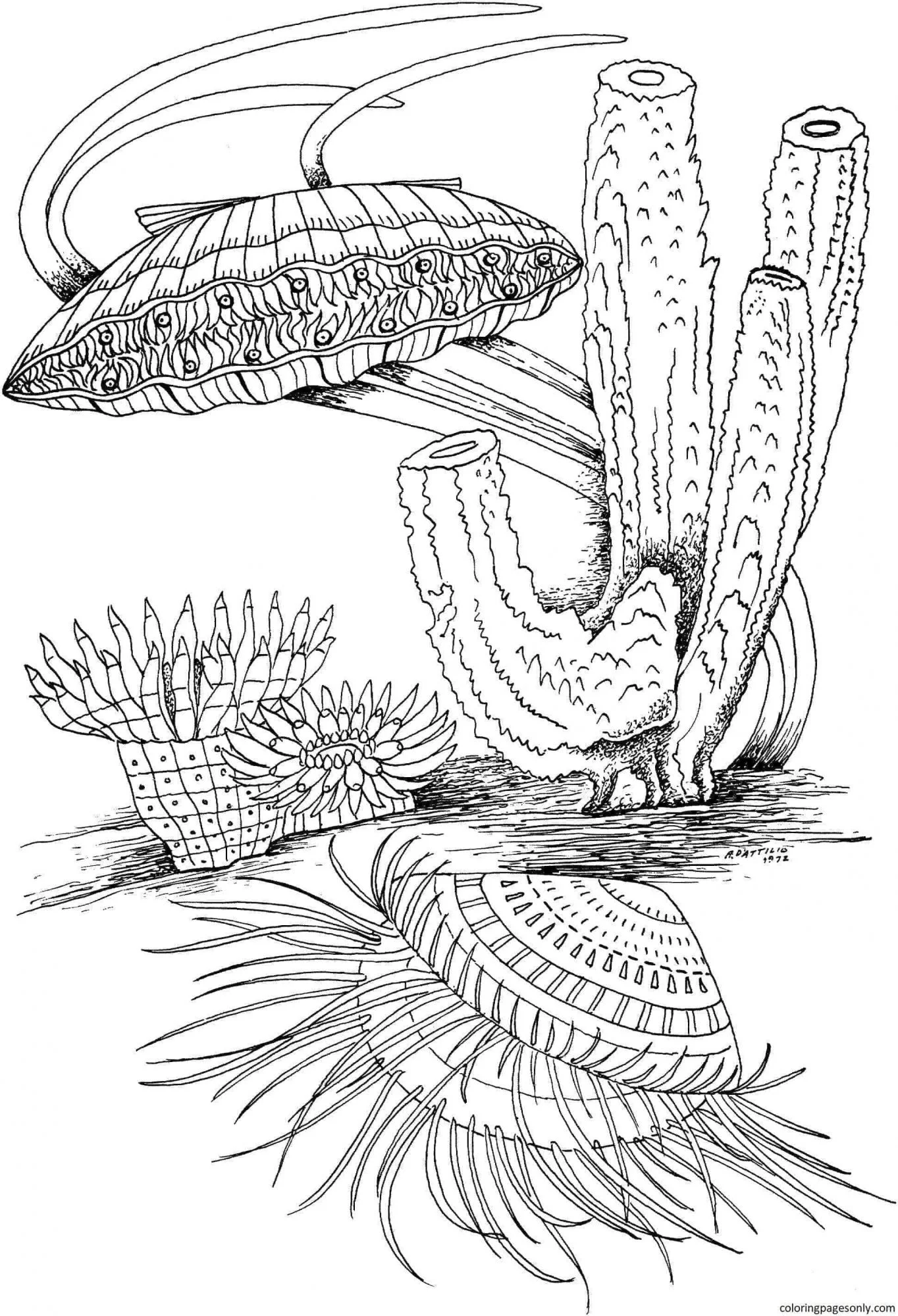 Clam Coloring Pages 26