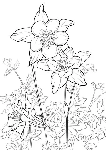 Columbine Coloring Pages 1