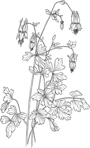 Columbine Coloring Pages 5