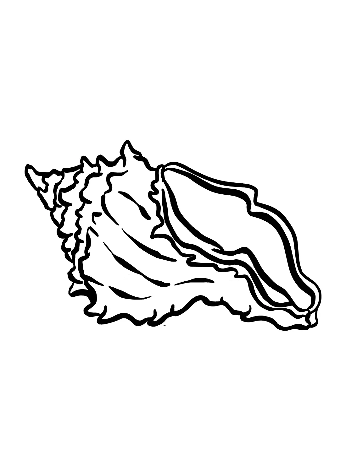 Conch Coloring Pages 20