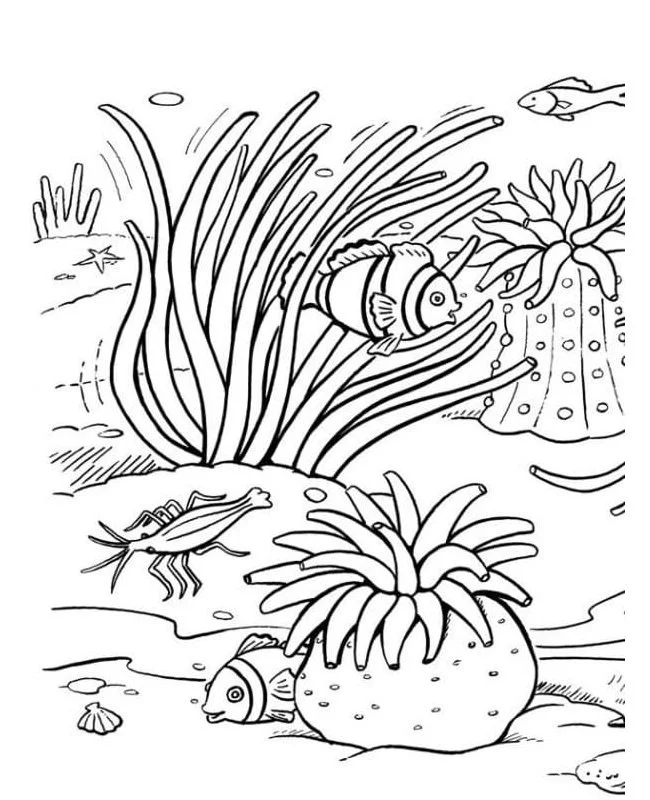 Coral Reef Coloring Pages 108