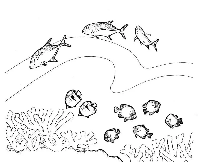 Coral Reef Coloring Pages 88