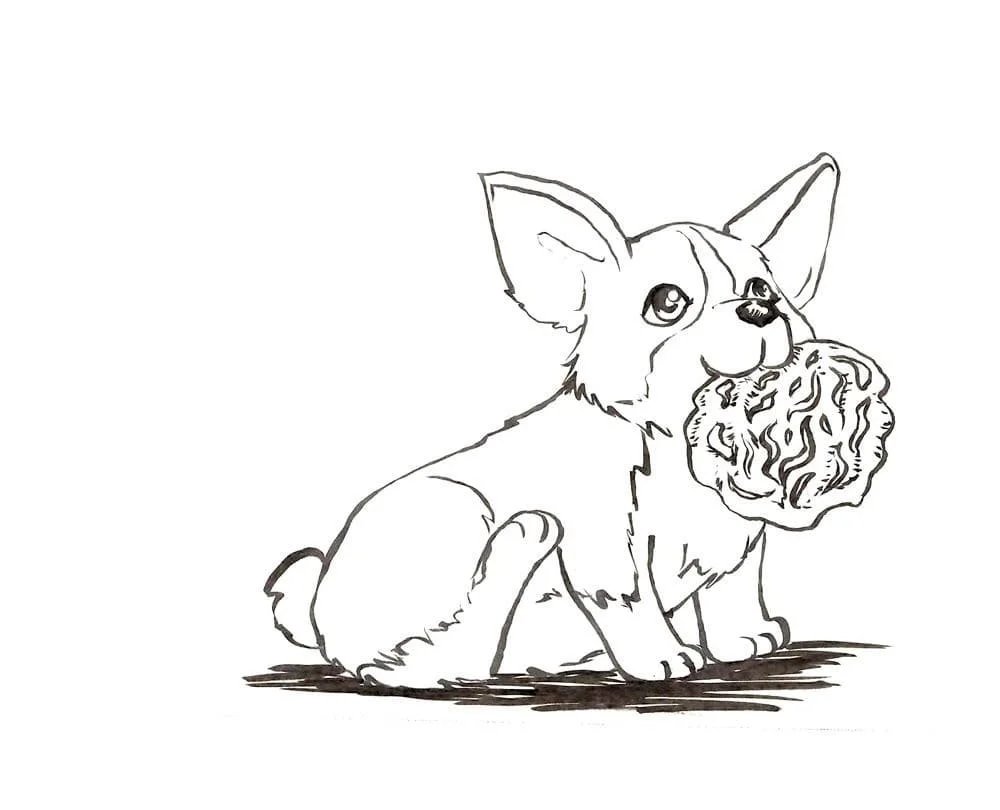 Corgi Coloring Pages 22