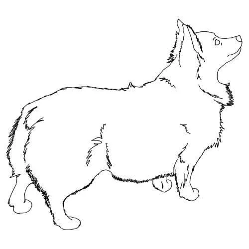 Corgi Coloring Pages 39