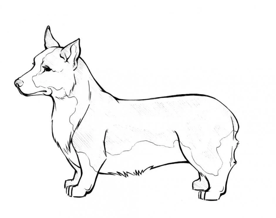 Corgi Coloring Pages 43