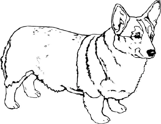 Corgi Coloring Pages 44