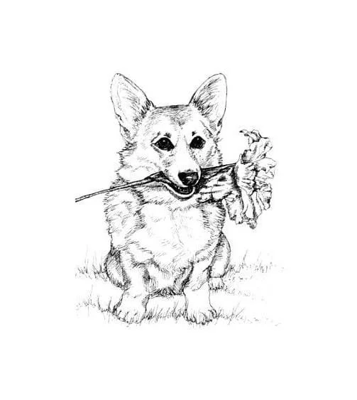 Corgi Coloring Pages 69