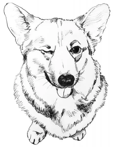 Corgi Coloring Pages 74