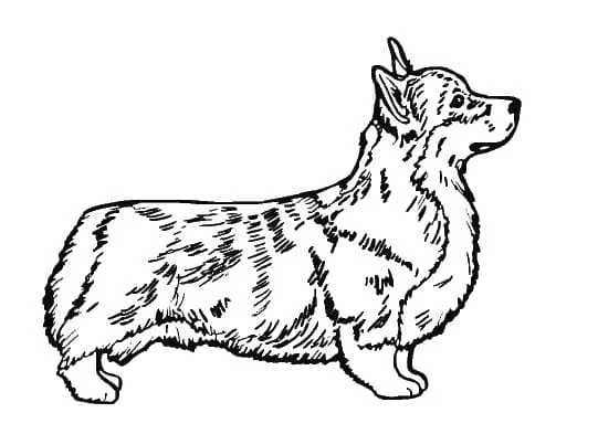 Corgi Para Colorear