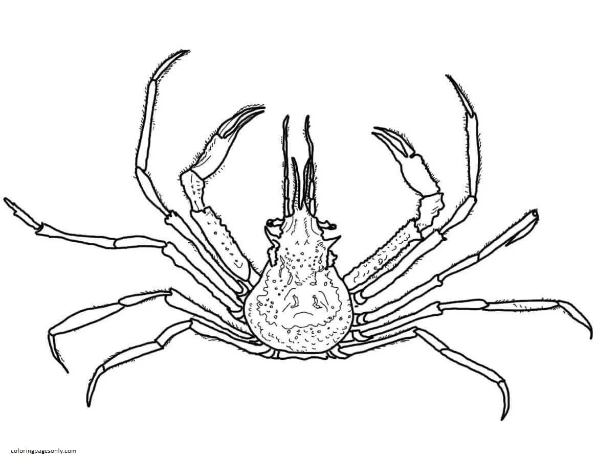 Crab Coloring Pages 40