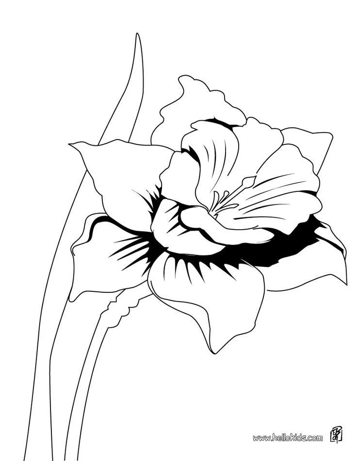 Daffodil Coloring Pages 28