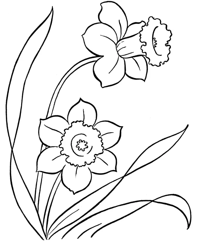 Daffodil Coloring Pages 4