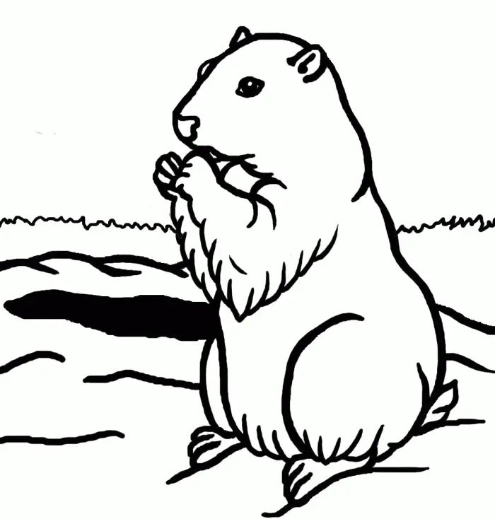 Desenhos de Marmotas Para Colorir